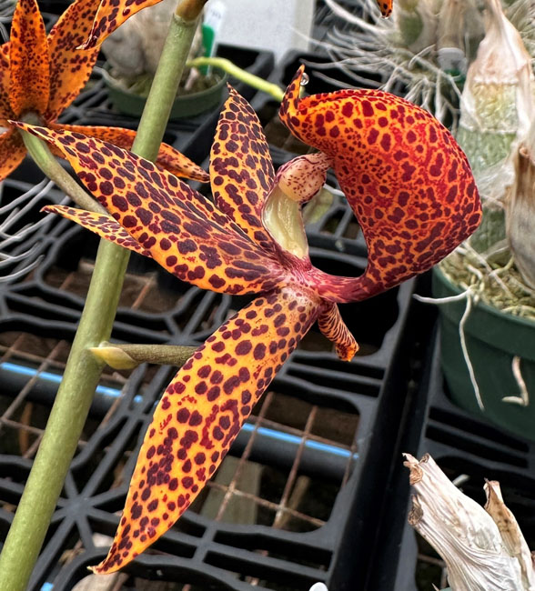 Sunset Valley Orchids - Superior Hybrids For Orchid Growers